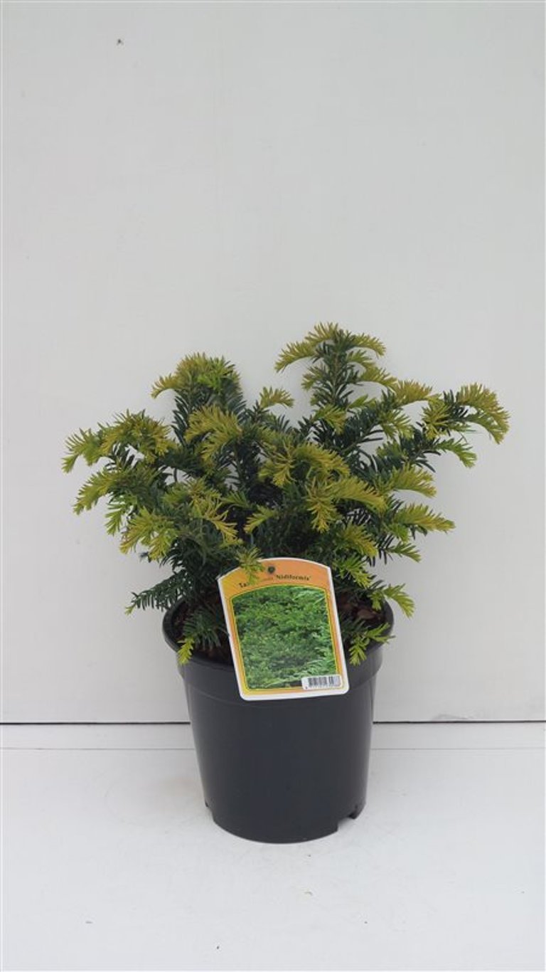 Taxus media 'Nidiformis' - C3 25-30 CM